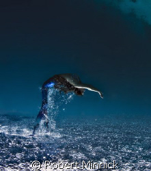 Mermaid Jumping by Robert Minnick 